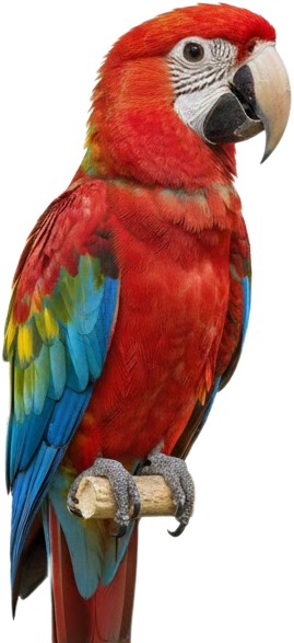 a parrot sitting on top of a wooden perch.jpg